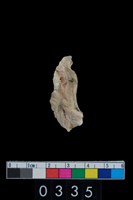 藏品(牡蠣殘片)的圖片