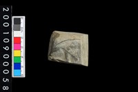 藏品(有段石錛)的圖片