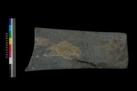 藏品(石斧)的圖片