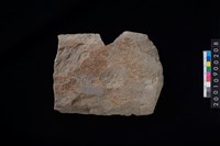 藏品(石斧)的圖片