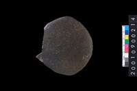 藏品(有肩石斧)的圖片