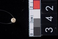 藏品(貝珠)的圖片