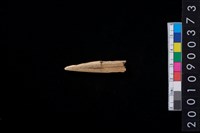 藏品(骨尖器)的圖片