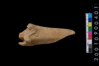 藏品(骨鑿器)的圖片