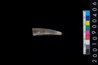 藏品(骨鑿器)的圖片