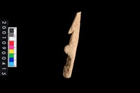 藏品(骨叉)的圖片