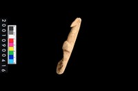 藏品(骨叉)的圖片