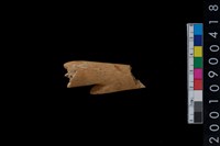 藏品(骨叉)的圖片