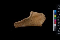 藏品(骨鑿殘件)的圖片