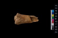 藏品(骨鑿殘件)的圖片