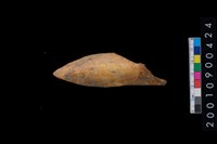 藏品(獸骨)的圖片