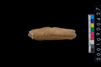 藏品(獸骨)的圖片