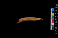 藏品(骨鑿殘件)的圖片