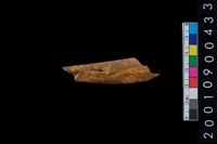 藏品(骨鑿殘件)的圖片