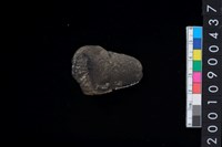 藏品(獸骨)的圖片