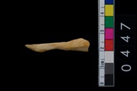 藏品(獸骨)的圖片