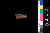 藏品(獸骨)的圖片