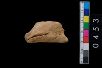 藏品(骨鑿殘件)的圖片