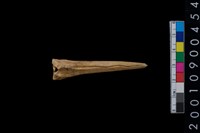 藏品(獸骨)的圖片