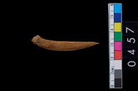 藏品(骨尖器)的圖片