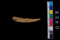 藏品(骨尖器)的圖片