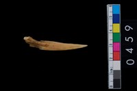 藏品(骨尖器)的圖片