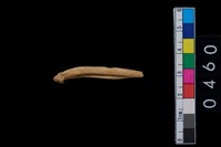 藏品(獸骨)的圖片