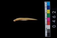 藏品(獸骨)的圖片