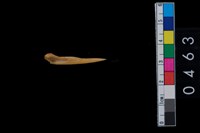 藏品(骨尖器)的圖片