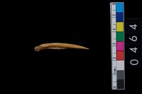 藏品(獸骨)的圖片