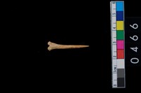 藏品(骨尖器)的圖片