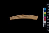 藏品(獸骨)的圖片