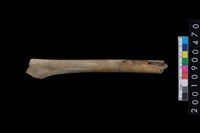 藏品(獸骨)的圖片