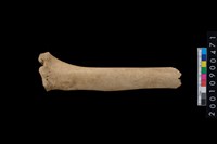 藏品(獸骨)的圖片