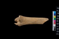 藏品(獸骨)的圖片