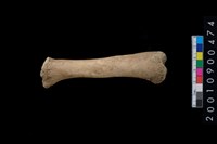 藏品(獸骨)的圖片