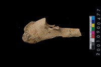 藏品(獸骨)的圖片