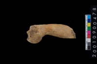 藏品(獸骨)的圖片