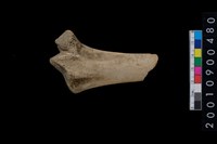 藏品(獸骨)的圖片