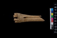 藏品(獸骨)的圖片