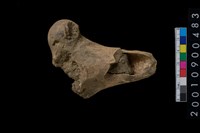 藏品(骨材)的圖片