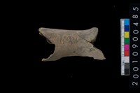 藏品(獸骨)的圖片