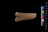 藏品(獸骨)的圖片