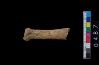 藏品(獸骨)的圖片