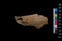 藏品(獸骨)的圖片