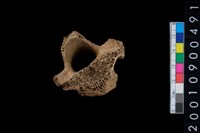 藏品(獸骨)的圖片