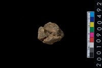 藏品(獸骨)的圖片