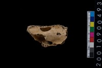 藏品(獸骨)的圖片