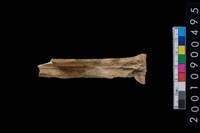 藏品(獸骨)的圖片