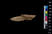 藏品(獸骨)的圖片